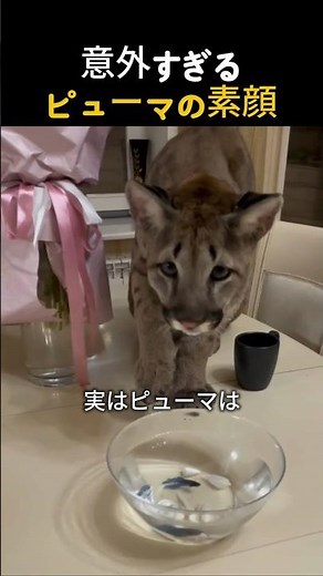知られざるピューマの性格 #ピューマ #ネコ科 #大型猫 #動物ショーツ #野生動物