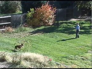 TPLO 8 weeks after surgery