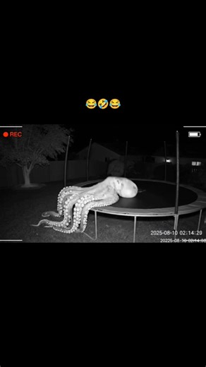 Giant Octopus Spotted on Backyard Trampoline at Night | Incredible CCTV Security Footage
