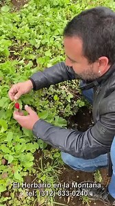 1.8M views · 55K reactions | ¿EL CHICHARRÓN MÁS IMPRESIÓNATE? ME LO HE COMIDO HOY EN UNA FINCA! ... yo mismito tuve que salir al campo a cosechar lo que me iba a comer con mi chicharrón y con mi familia! Este restaurante y está experiencia están fenomenales!!! VIVA el Herbario y vivan sus locas y sabrosas experiencias! EL HERBARIO en la MONTAÑA tel: (312) 833-0240 Medellín | TULIO Recomienda | Facebook