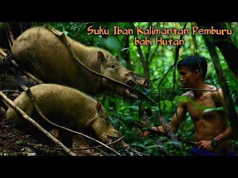 WILD BOAR HUNTING DAPAT RATUNYA BABI MONSTER SAAT BERBURU BABI HUTAN KALIMANTAN