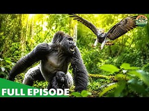 Congo Basin Mystery – Forest Predators Hunt from the Shadows – Nature Animal Documentary