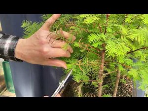 Winter Prep For My Dawn Redwood Forest. Part 1. 12-Nov-2025