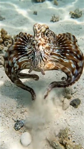 This Octopus Becomes 15 Different Animals. While You Watch
