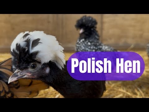 Polish Chickens: Everything You Need to Know About These Fluffy-Headed Beauties!