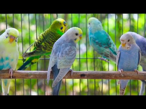 9 Hour Happy Singing & Eating Parakeet Budgies Birds | Calming Companion for Lonely & Quiet Birds