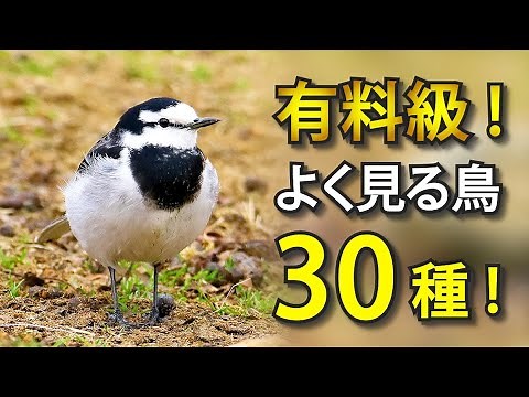 【解説】よく見る野鳥30種！初心者のための野鳥図鑑！！