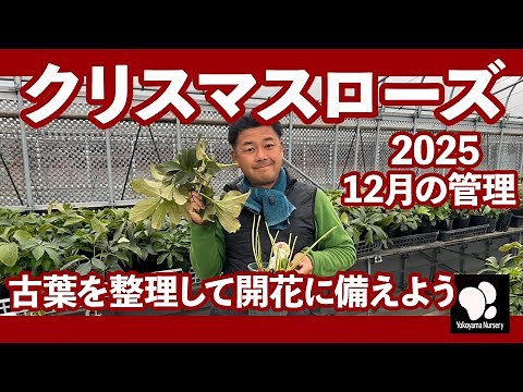 Christmas Rose Care in December ◆Yokoyama Gardening Official◆ [2025]