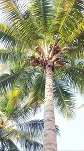 41 reactions | தினமும் தேங்காய் எண்ணிக்கை குறையுதா? தீர்வு இதோ!...