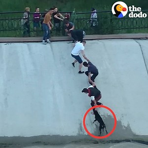 25M views · 1.1M reactions | These heroes will do ANYTHING - jump in an icy river, break into a car, form a human chain - to save a dog’s life   | The Dodo | Facebook