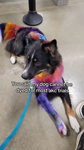 Pawzinaction Ash on Instagram: "I hate some of AKC's rules but it is worth it for fun dog sports! . . #opawz #dogdye #dogsports #rally #agility #aussie #australianshepherd #sparkledog #dye #tiktok #akc"