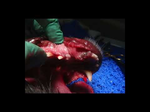 International Veterinary Dentistry Institute Mandibular Canine Extraction with a Vet Tome
