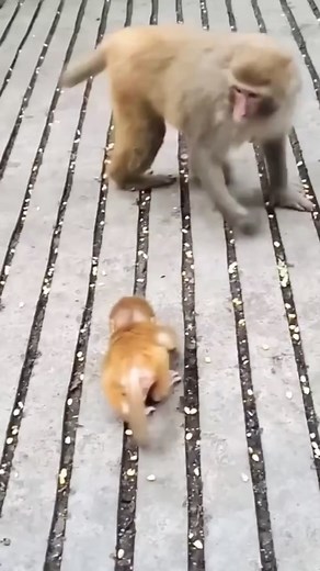 185K views · 2.6K reactions | Baby monkey viral short  #viralreelsfb #viralpage #baby #monkey #viralshoot #newyork #babymonkey #babyanimal #trendingpost | wild best video | Facebook