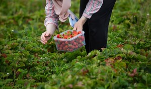 LIST: Pick-your-own orchards near Richmond