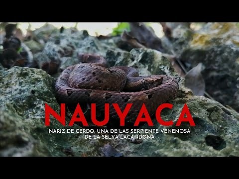 Nauyaca nariz de cerdo, UNA RARA SERPIENTE VENENOSA DE LA SELVA LACANDONA