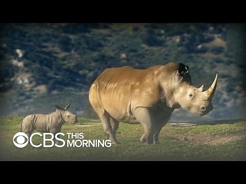 The fight to save the northern white rhino