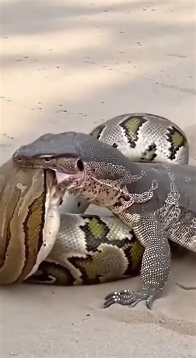 Who is the boss? Komodo dragon vs rock python 🦎🐍❓