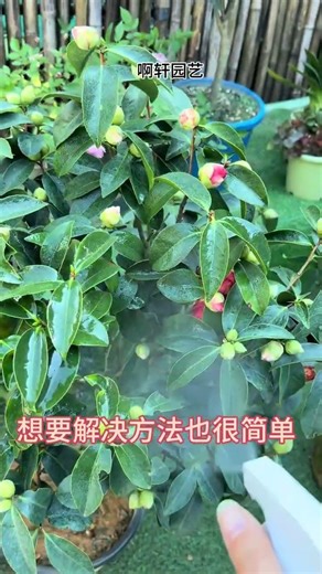 Ultimate Guide to Caring for Camellias - Tips for Flower Lovers