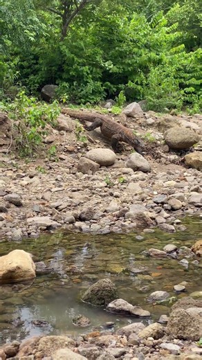 New Day For Komodo Dragons