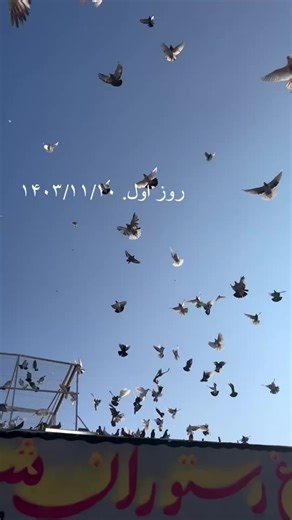 Training pigeons😍 #pigeon #mashallah #pigeonlovers #pigeons #kabootar #fyp #viral #tiktok #foryou #explore #حمام #اكسبلورexplore