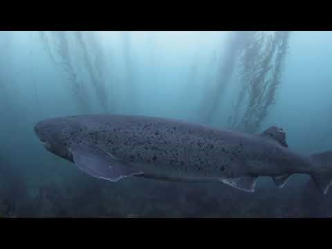 Broadnose seven gill shark close encounter off Point Loma