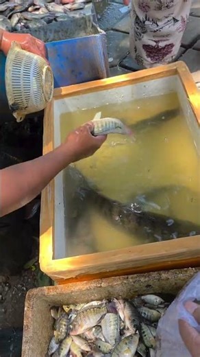 Father Kejora bought live fish to put in the pond. #fatherkejora #viral