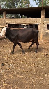 #ElevageauMali 🇲🇱 | Élevage au Mali