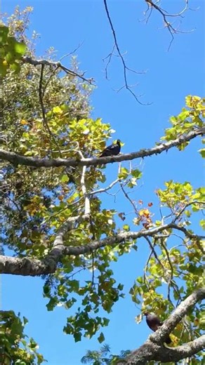 While The Sleepy Bird Above Wakes Up To Preen On A High Branch A Quiet Sentinel Keeping Watch Below
