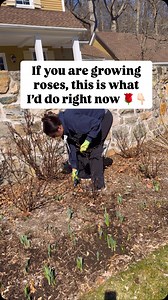 11K views · 134 reactions | If you are growing roses, it’s time to...