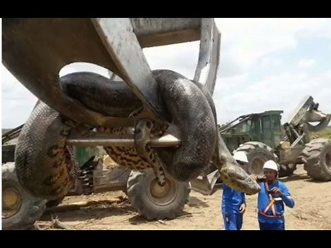 World's Largest Snake found in Brazil