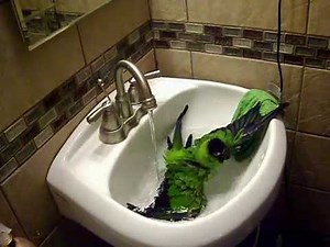 Pet Nanday Conure Parrot Bathing|Pretty Bird Enjoying a Bath|Funny Parrot Taking a Bath In The Sink