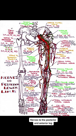 Nerves of the lower limb #medicalschool #medicalstudent #medicalschoollife #usmle #anatomy #anatomydrawing #anatomylesson #medicalstudents #medicalstudent💉💉💊 #medschool #anatomyandphysiology #medstudenttiktok #medstudents #medicalstudent💉💉💊 #premedmotivation #premed #usmlestudy #usmlestep1 #usmleprep #medicalstudentlife