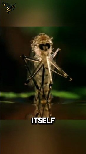 Rare Footage of Mosquito Emerges Without Touching Water! #animalfacts #wildlife #facts