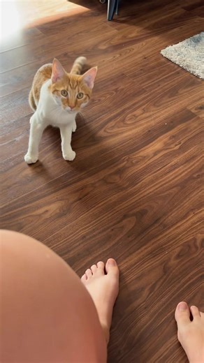 Appreciating the Mischief of My Ginger Cat