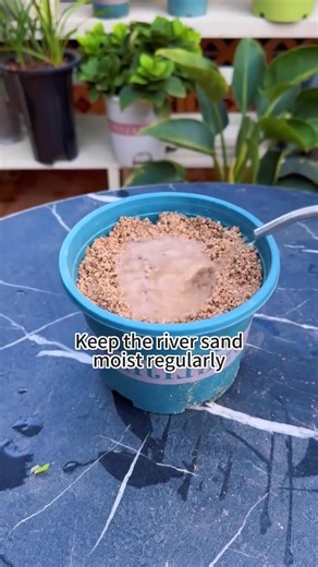 Grow more plants?Use these cuttings!#plants #plant #plantlover #garden #gardening | Gardeningideas