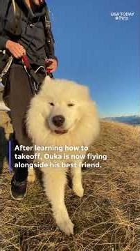 Watch a dog soar through the sky with his custom paragliding harness!