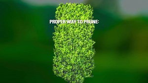 27 reactions · 40 shares | Trimming your hedges can increase curb appeal. Bruce Allentuck, owner of Allentuck Landscaping Co., has tips to keep your hedges looking their best. | STIHL | Facebook