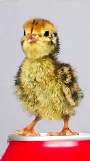 Introducing Albert, an egg from the supermarket