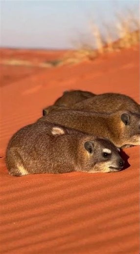 Cape Cobra vs Rock Hyrax on the a Kalahari red-sand dune with sparse grass tufts