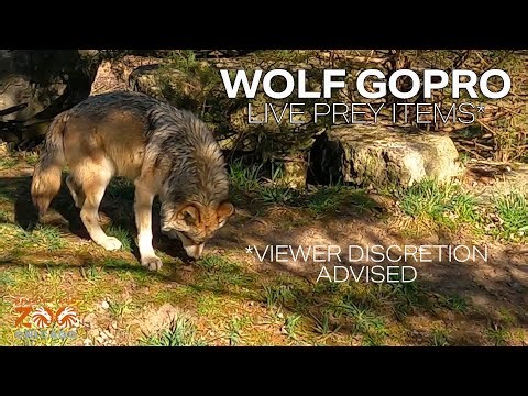 Wolf GoPro