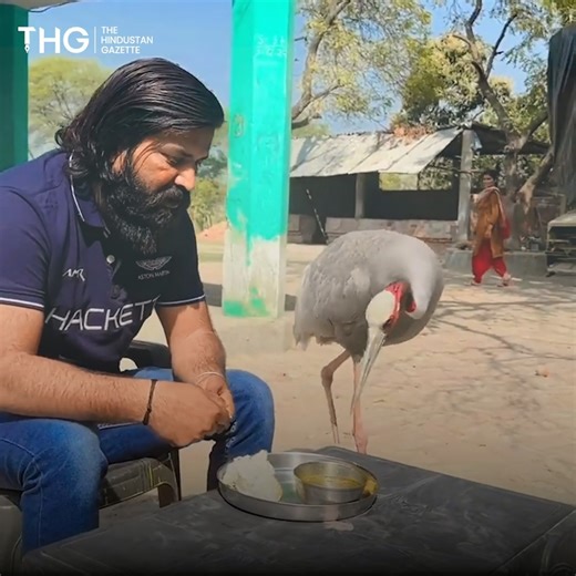 19K views · 16 reactions | UP man who treated injured #bird gets case slapped against him | THG English | Facebook