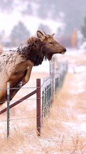 Some of these young ones had a tough time getting over the barbed wire fence. This ranch uses it to keep their cows in, but I wish there was something more wildlife friendly. #estespark #elk #wildlife #WildlifePhotography #Colorado #fypシ #animallover #estesparkcolorado #mountainlife #wildanimals | Colorado Wild Photography