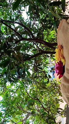 cute Rose flowers vlog🌹🌿