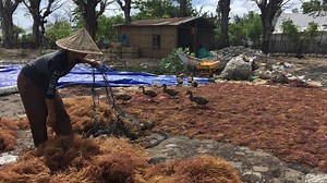 Seaweed Farming: A Gateway to Conservation and Empowerment