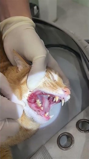 My mouth and teeth are rotten, how can I fix it without extracting the teeth? No wonder I always sm