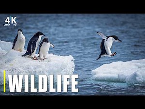 ANTARCTICA WILDLIFE | The Ice World's Deadliest Hunters | Full Documentary 4K