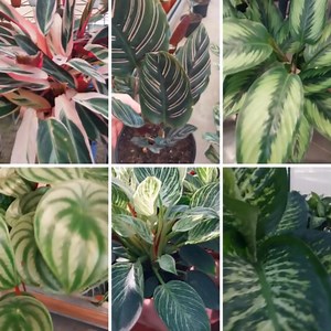 409K views · 10K reactions | These are the best indoor plants to bring the interior of your home alive 華❤ #Amazing #viral #plants #plantbased #plantsofinstagram #plantsmakepeoplehappy #plantsofinstagram #plantlife #plantlover #plants #garden #gardening #gardenlife #gardendesign #gardeninspiration #gardenlife #HomeDecor #artist #home #foryou #AmaZing #foryoupage #video #plantas #virals #beautiful #beauty #nature #foryou #fyp | Decor & Beauty | Facebook