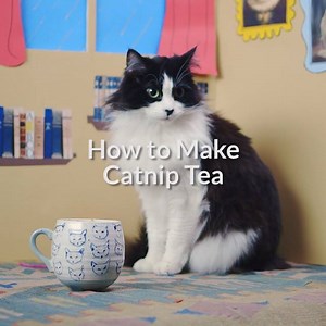 11K views · 482 reactions | It's time for a kitty cat tea party! | Cuteness | Facebook