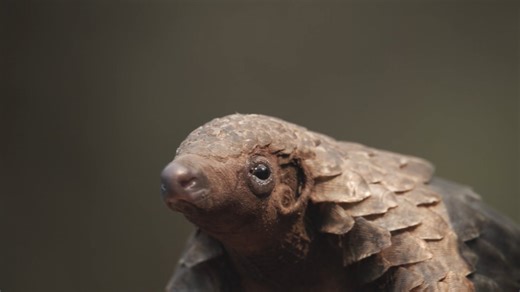 Walking with Pangolins in Gorongosa National Park