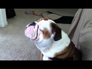 Bulldog howling